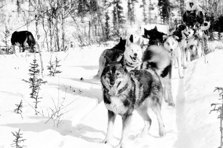 The Truth About Togo What They Didn t Tell You About The Amazing Dog the-truth-about-togo-what-they-didn-t-tell-you-about-the-amazing-dog