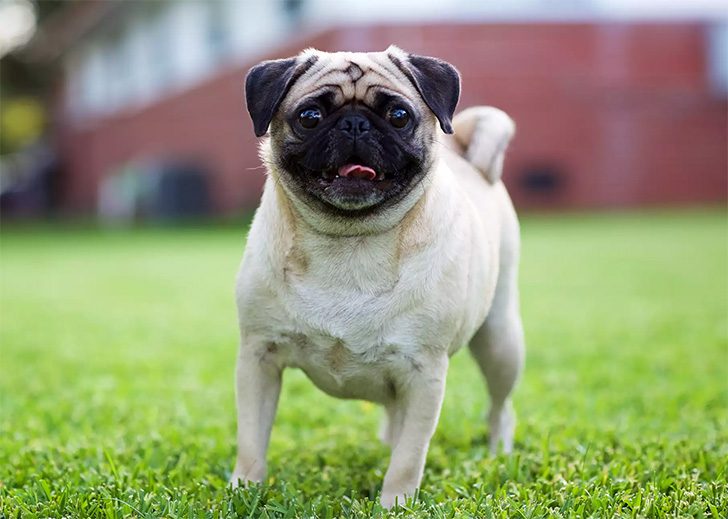 Welcher Hund Passt Zu Mir Hunderassen Und Ihre Eigenheiten Page